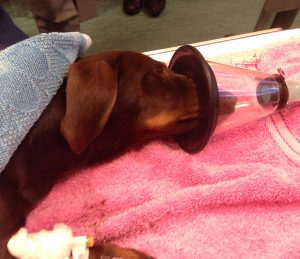 Dachshund (or ‘Sausage Dog’) Charlie receiving pre-surgery oxygenation