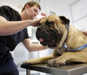 Dr Liam Brown and Bently the bullmastiff, one of Uni Vets Camden's blood donors. Picture: Camden-Narellan Advertiser, Anna Warr