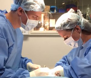 Dr Jenni Green and Dr Liam Brown in surgery