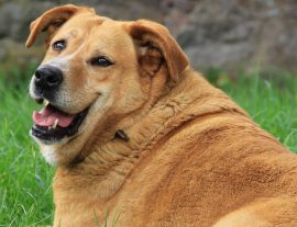 Keeping your pet at a healthy weight