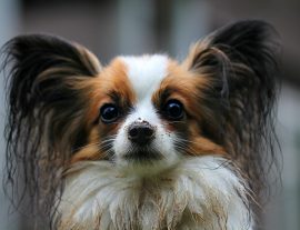Canine ear infections