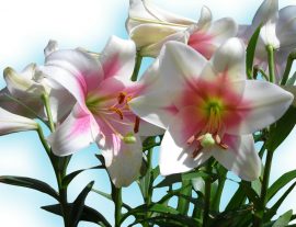 Lily toxicity in cats