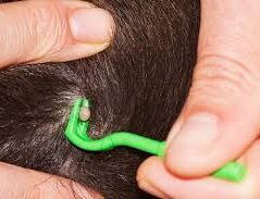 Paralysis ticks