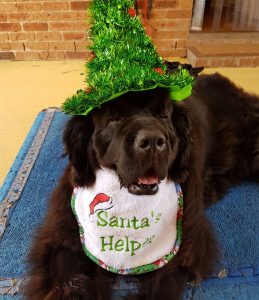 Can Dogs Eat Candy Canes Can Dogs Eat Candy Canes