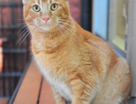 Feline Immunodeficiency Virus (FIV)