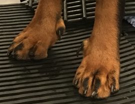 Hindlimb dewclaw removal to avoid unnecessary injury