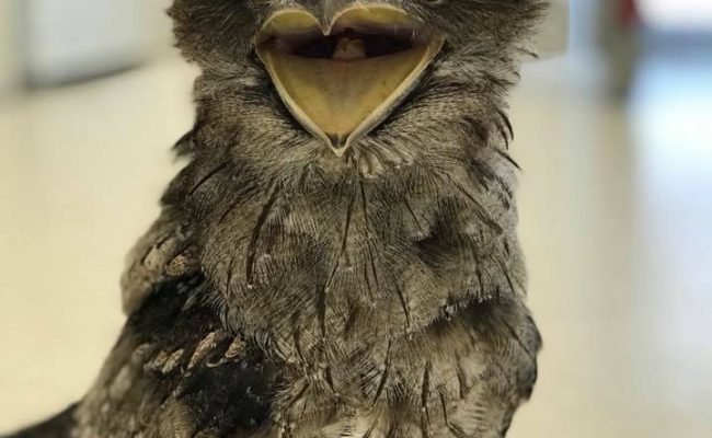 AREPH Tawny Frogmouth