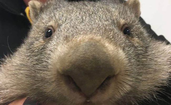 Wombat 300×259