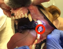 how is canine papilloma virus spread