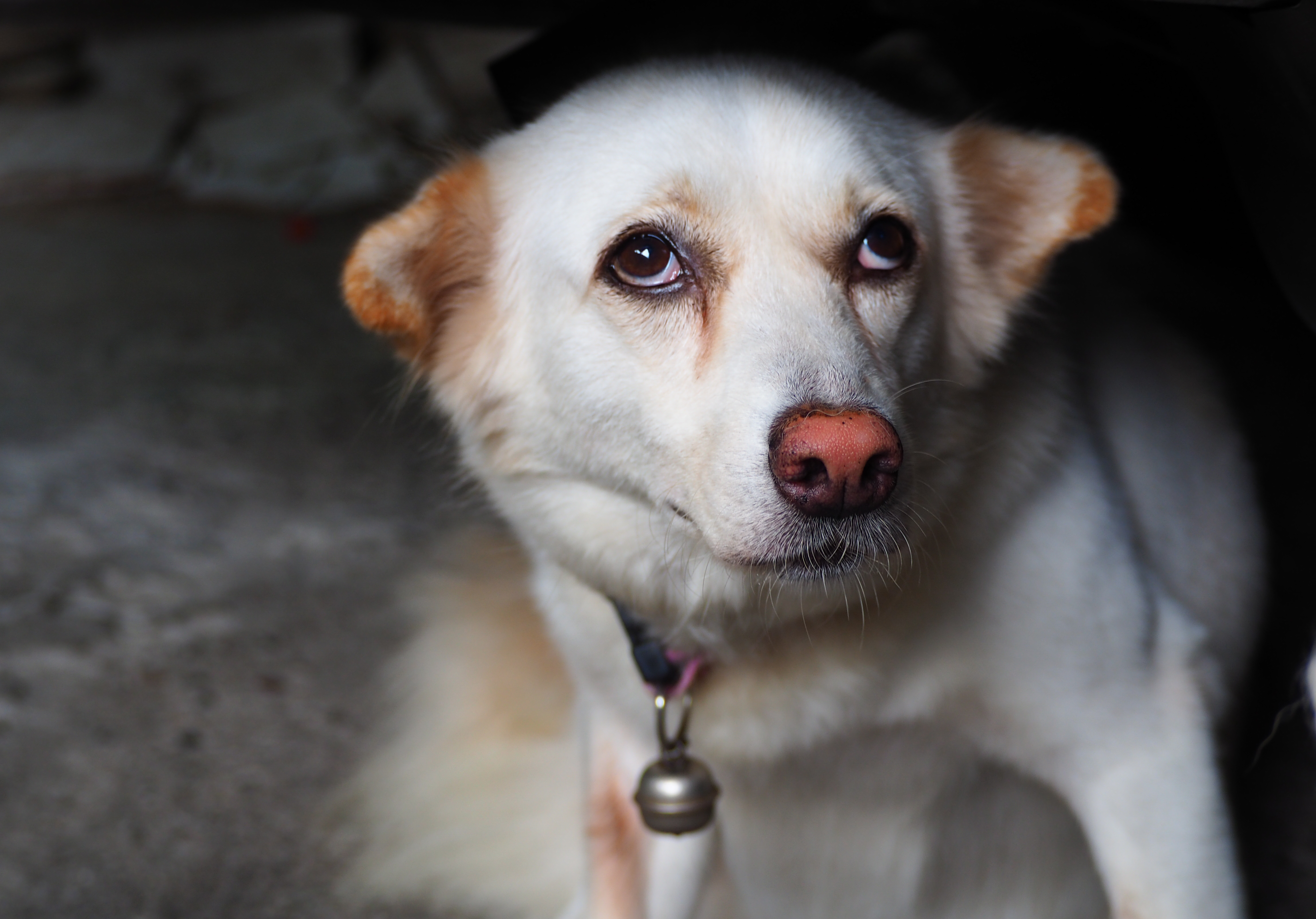 storm dog _shutterstock_675478774