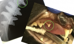 The importance of routine dental for cats