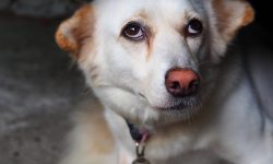 Managing your anxious dog