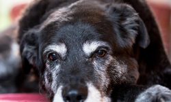 Dementia in dogs