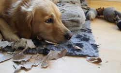 Separation anxiety in dogs