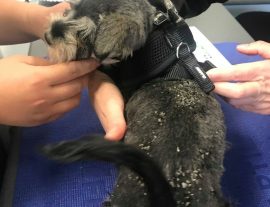 Dandruff in dogs