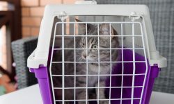 Reducing stress in cats when visiting the vet
