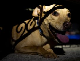 Noise phobia in dogs