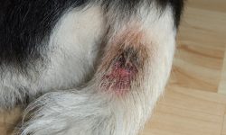 Meet the Vet – Dr Chloe Ye