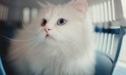 When did your cat last visit the vet?