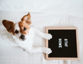 How to make sure your dog doesn’t get canine cabin fever