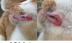 Eosinophilic Granuloma Complex (EGC)