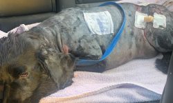 A Christmas gift from Animals in Need